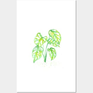 Beautiful leaves of monstera adansonii Posters and Art